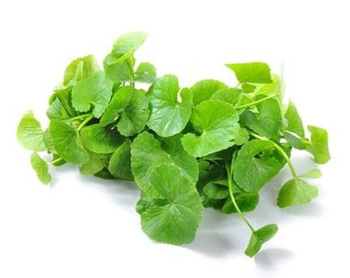 Predstonorm bevat gotuola (Centella asiatica)